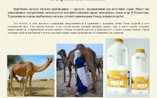 Лечение рака верблюжьим молоком. за и против