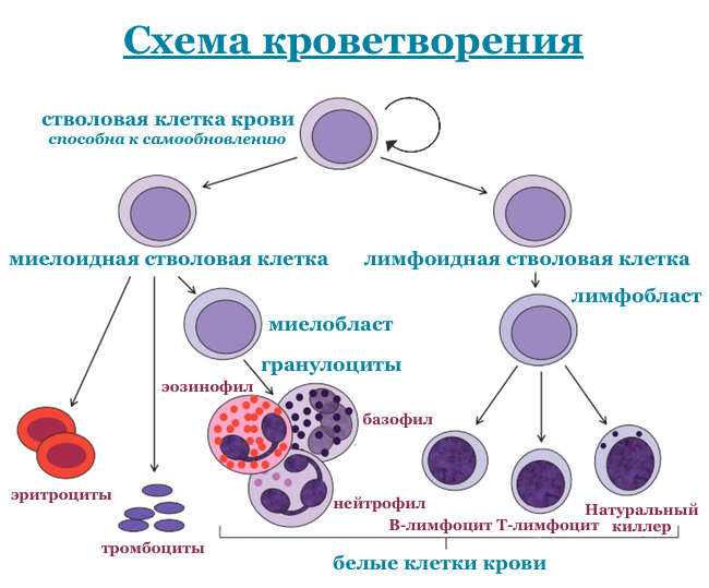 Схема клеток крови. Гемопоэз схема кроветворения. Схема кроветворения гранулоциты. Схема кроветворения в костном мозге. Схема кроветворения стволовая клетка.